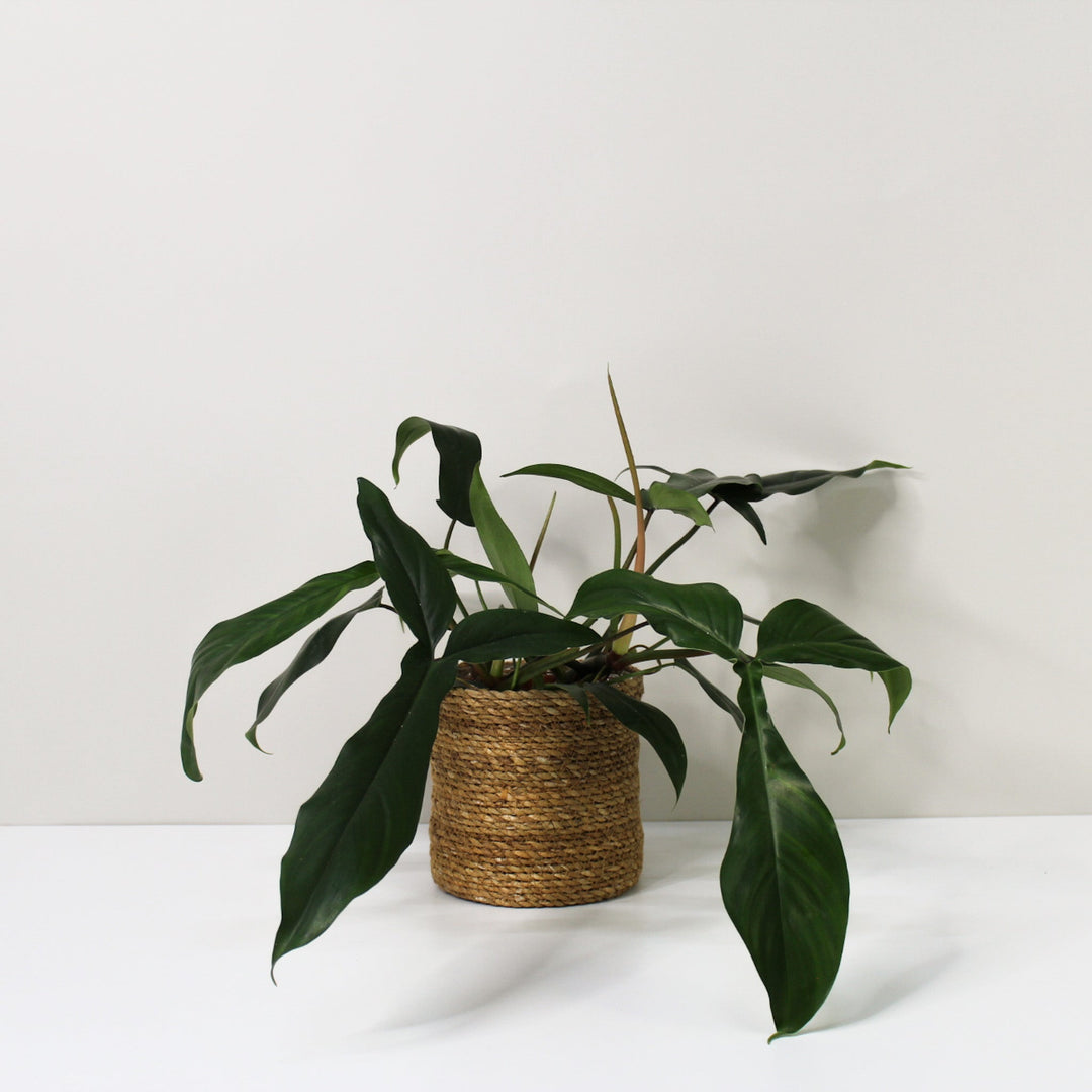 Philodendron 69686 L Foliage Dreams
