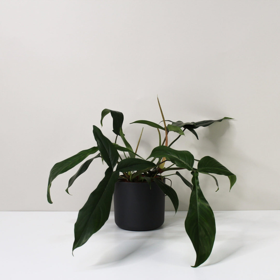 Philodendron 69686 L Foliage Dreams