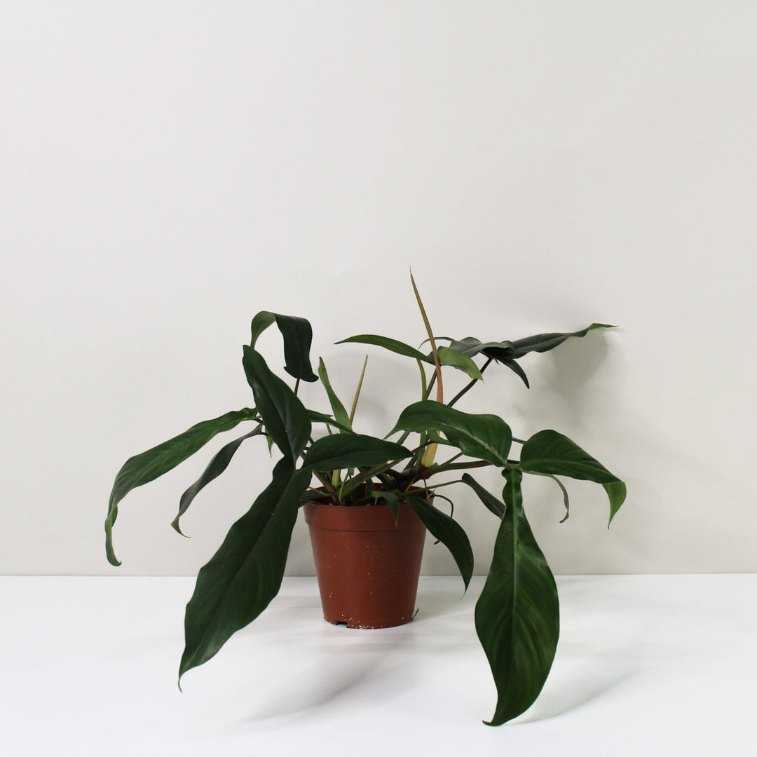 Philodendron 69686 L Foliage Dreams