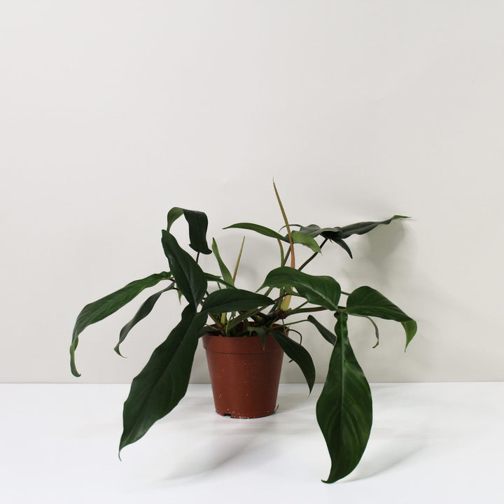 Philodendron 69686 L Foliage Dreams