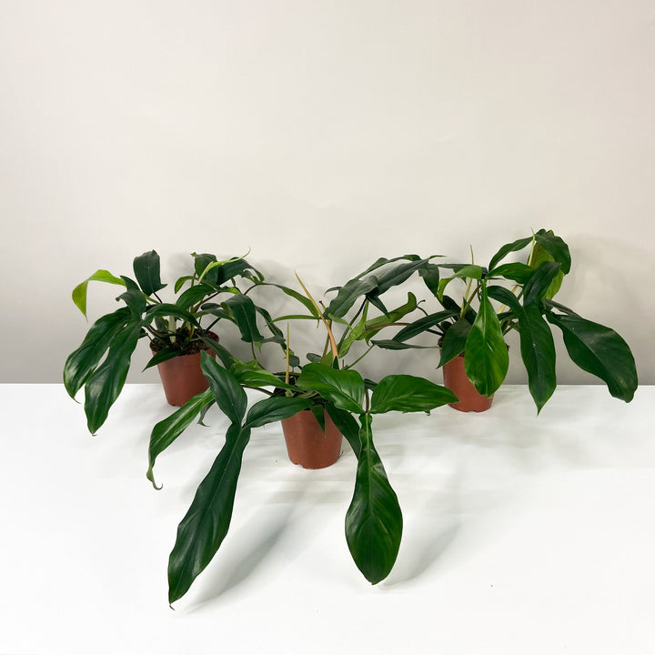 Philodendron 69686 L Foliage Dreams