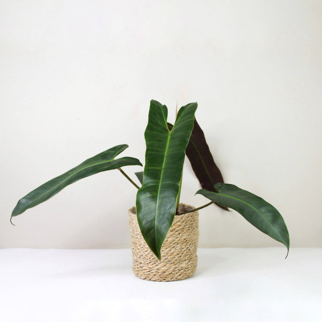 Philodendron Atabapoense Foliage Dreams
