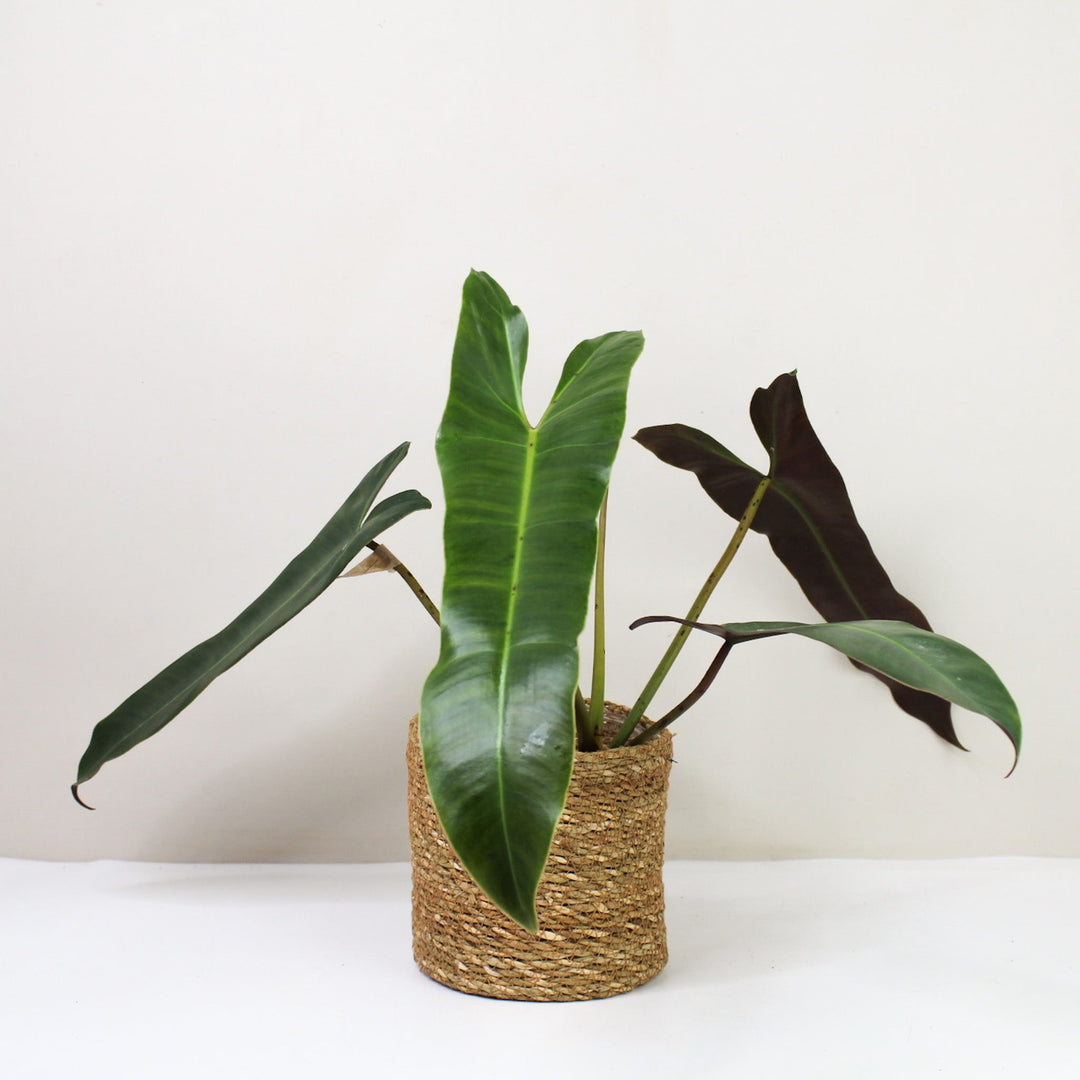 Philodendron Atabapoense M / Korb braun Foliage Dreams