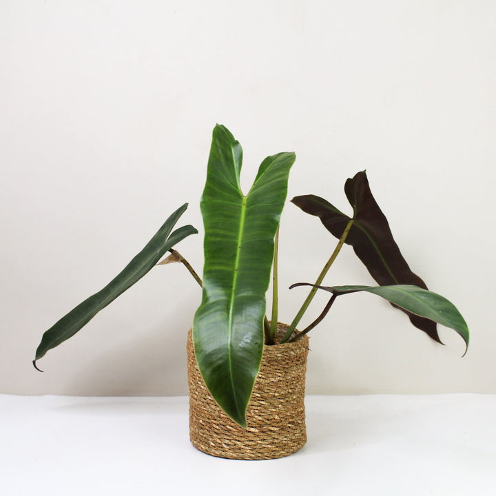 Philodendron Atabapoense M / Korb braun Foliage Dreams