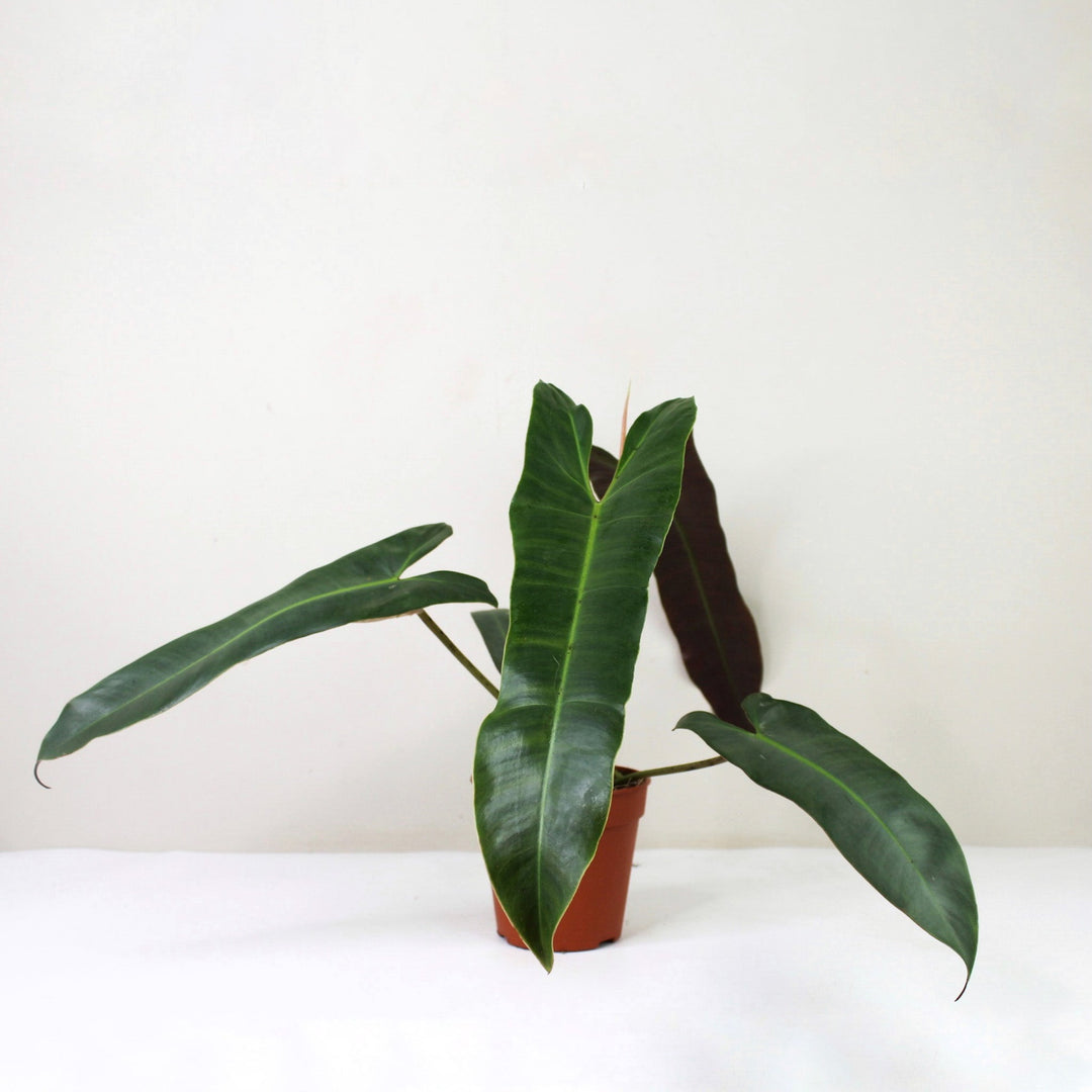 Philodendron Atabapoense M / ohne Übertopf Foliage Dreams