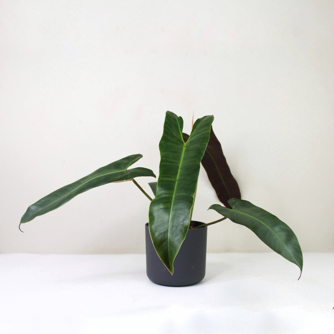 Philodendron Atabapoense M / Topf anthrazit Foliage Dreams