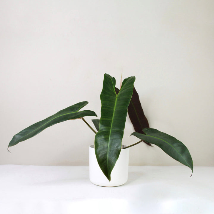 Philodendron Atabapoense M / Topf weiß Foliage Dreams