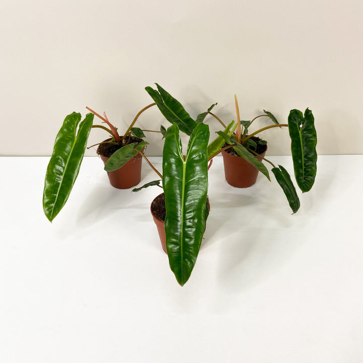 Philodendron Billietiae Foliage Dreams