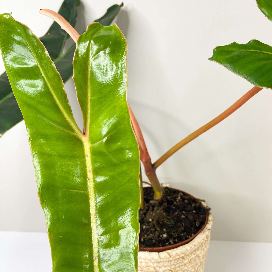 Philodendron Billietiae L Foliage Dreams