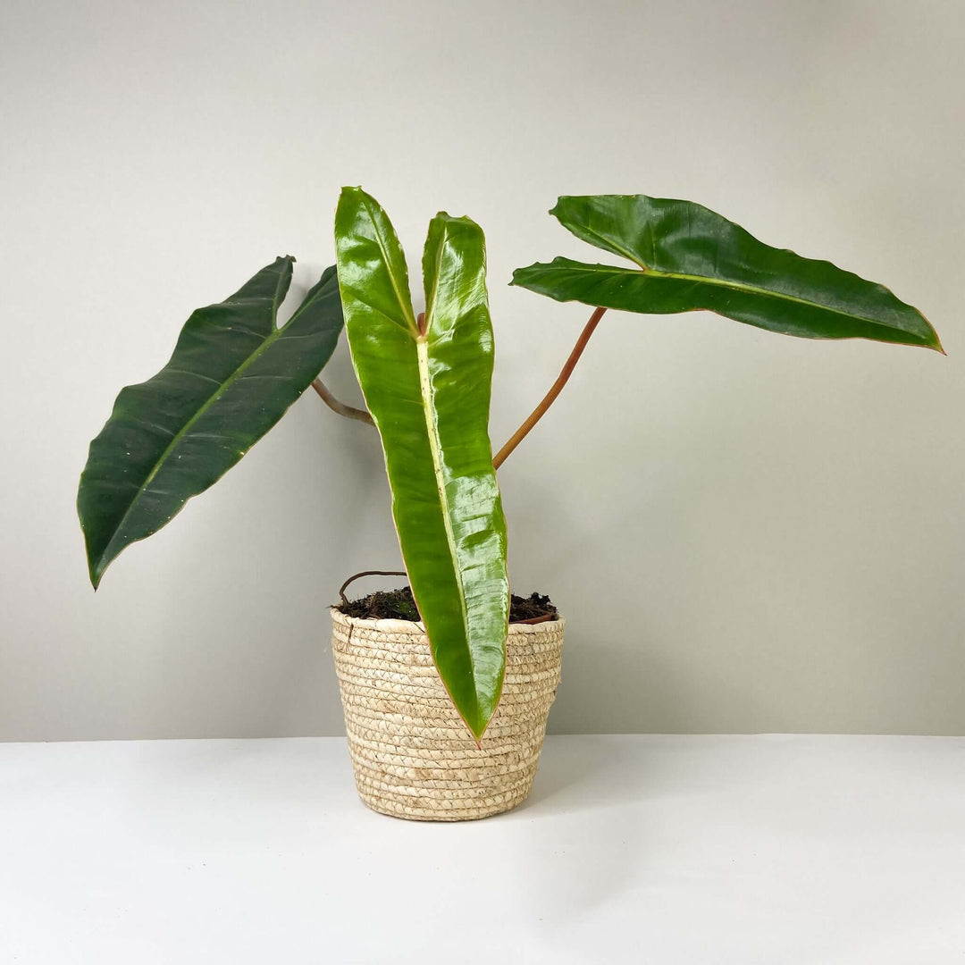Philodendron Billietiae L Foliage Dreams