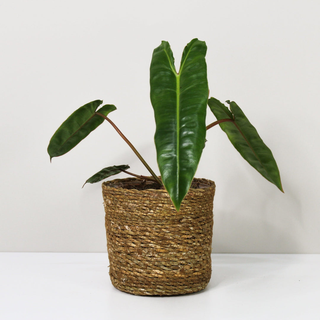 Philodendron Billietiae M / Korb braun Foliage Dreams