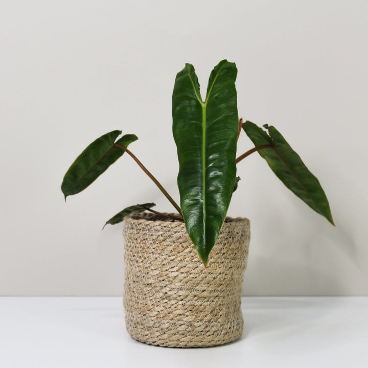 Philodendron Billietiae M / Korb creme Foliage Dreams