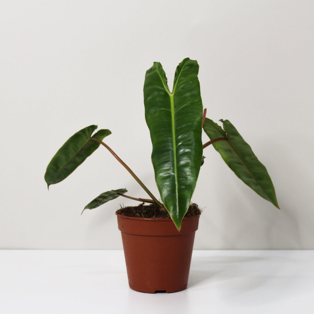 Philodendron Billietiae M / ohne Übertopf Foliage Dreams