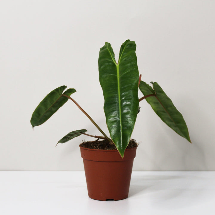 Philodendron Billietiae M / ohne Übertopf Foliage Dreams