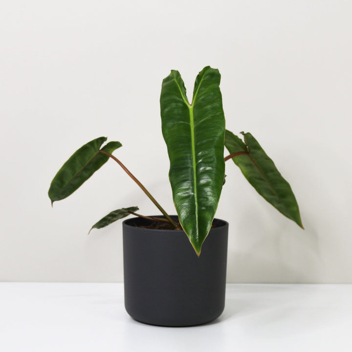 Philodendron Billietiae M / Topf anthrazit Foliage Dreams