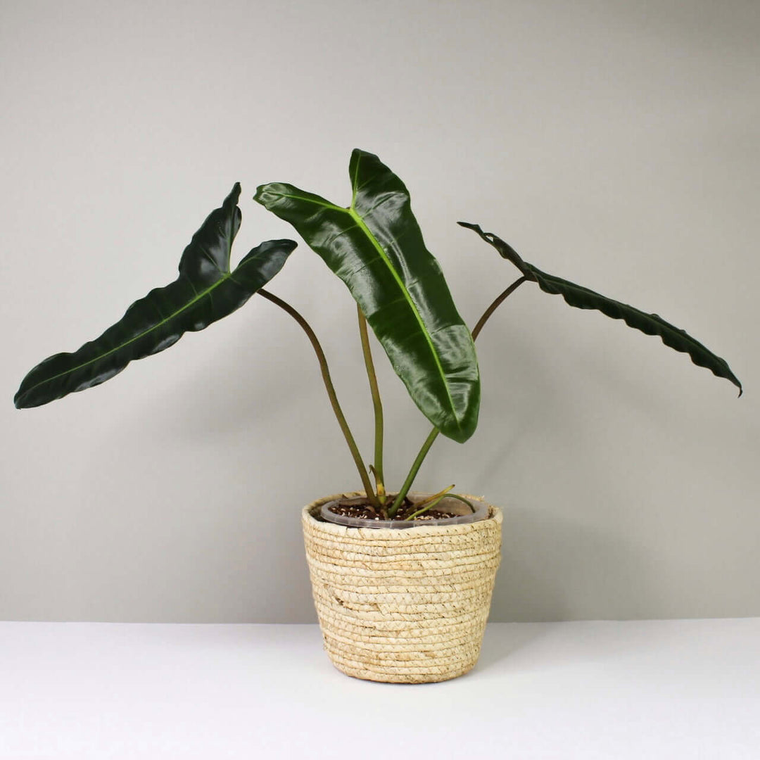 Philodendron billietiae x atabapoense L Foliage Dreams