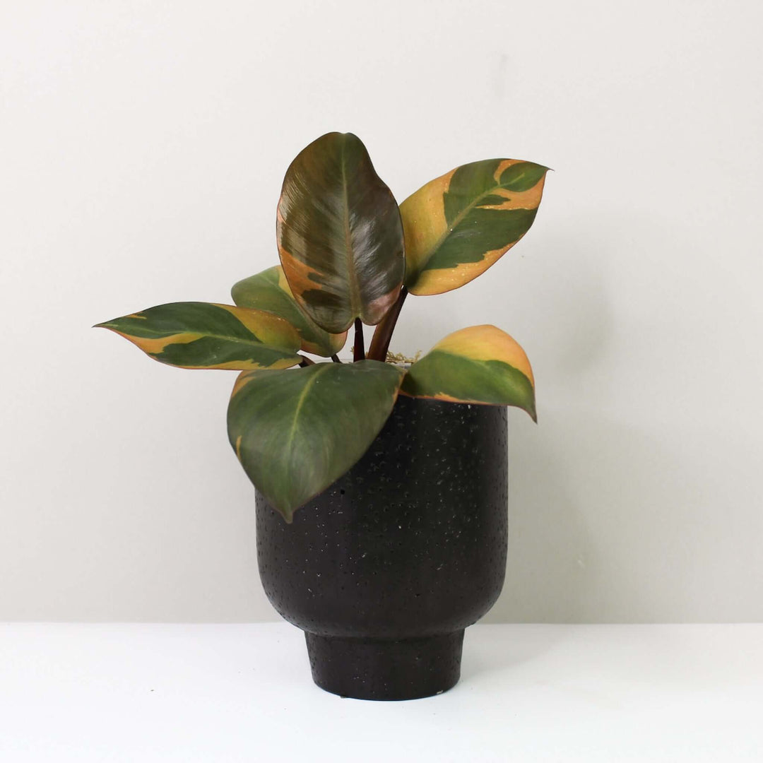 Philodendron Black Cardinal Variegata Foliage Dreams