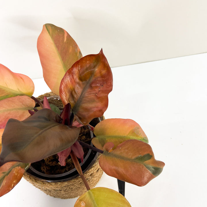 Philodendron Black Cardinal Variegata Foliage Dreams
