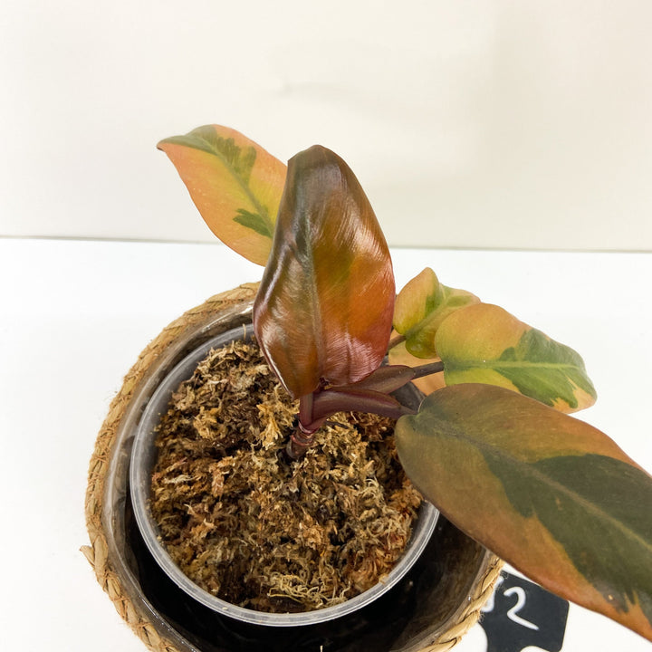 Philodendron Black Cardinal Variegata Foliage Dreams