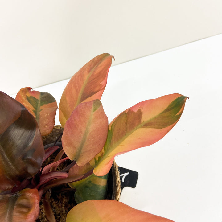 Philodendron Black Cardinal Variegata Foliage Dreams