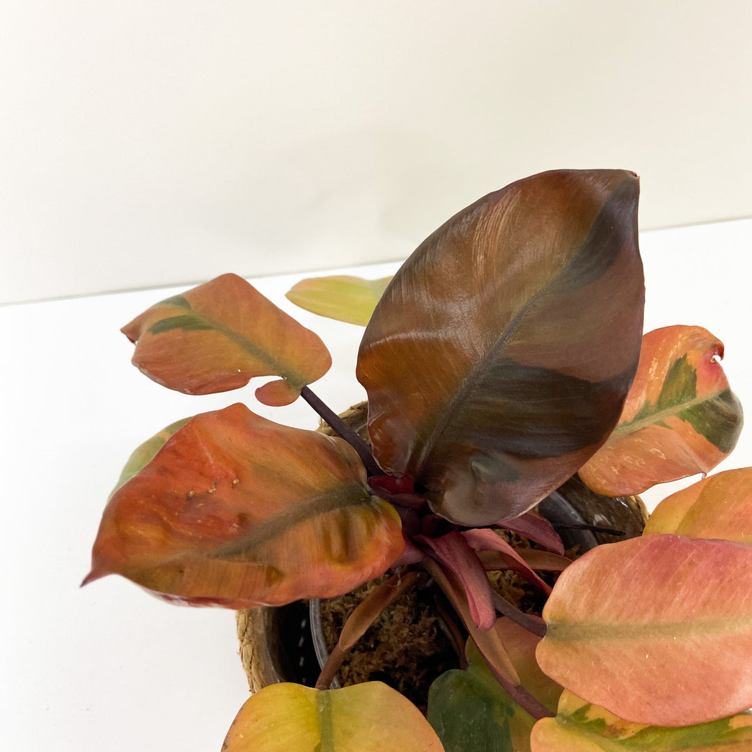 Philodendron Black Cardinal Variegata Foliage Dreams