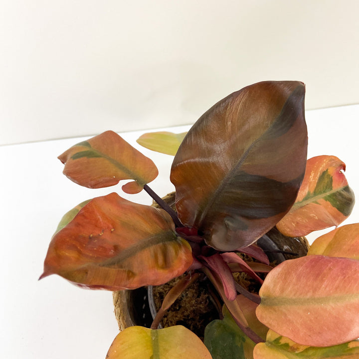 Philodendron Black Cardinal Variegata Foliage Dreams