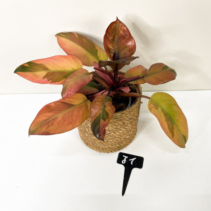 Philodendron Black Cardinal Variegata J1 Foliage Dreams