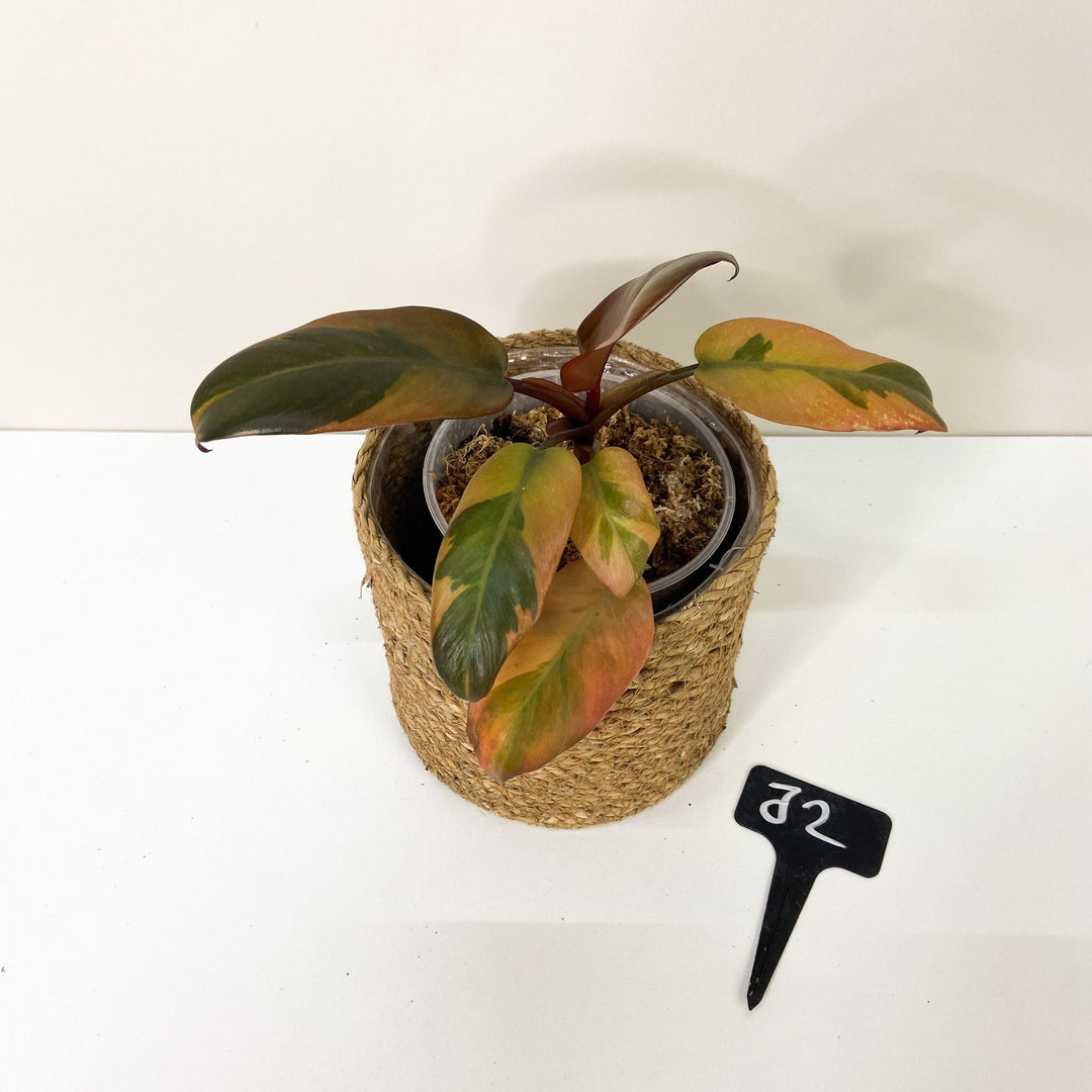 Philodendron Black Cardinal Variegata J2 Foliage Dreams