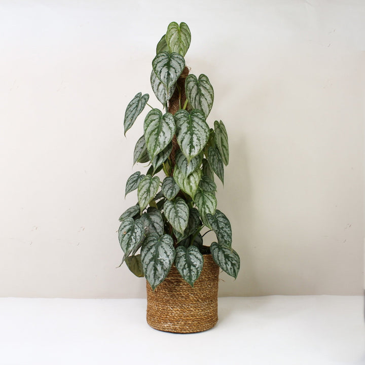 Philodendron Brandtianum Foliage Dreams