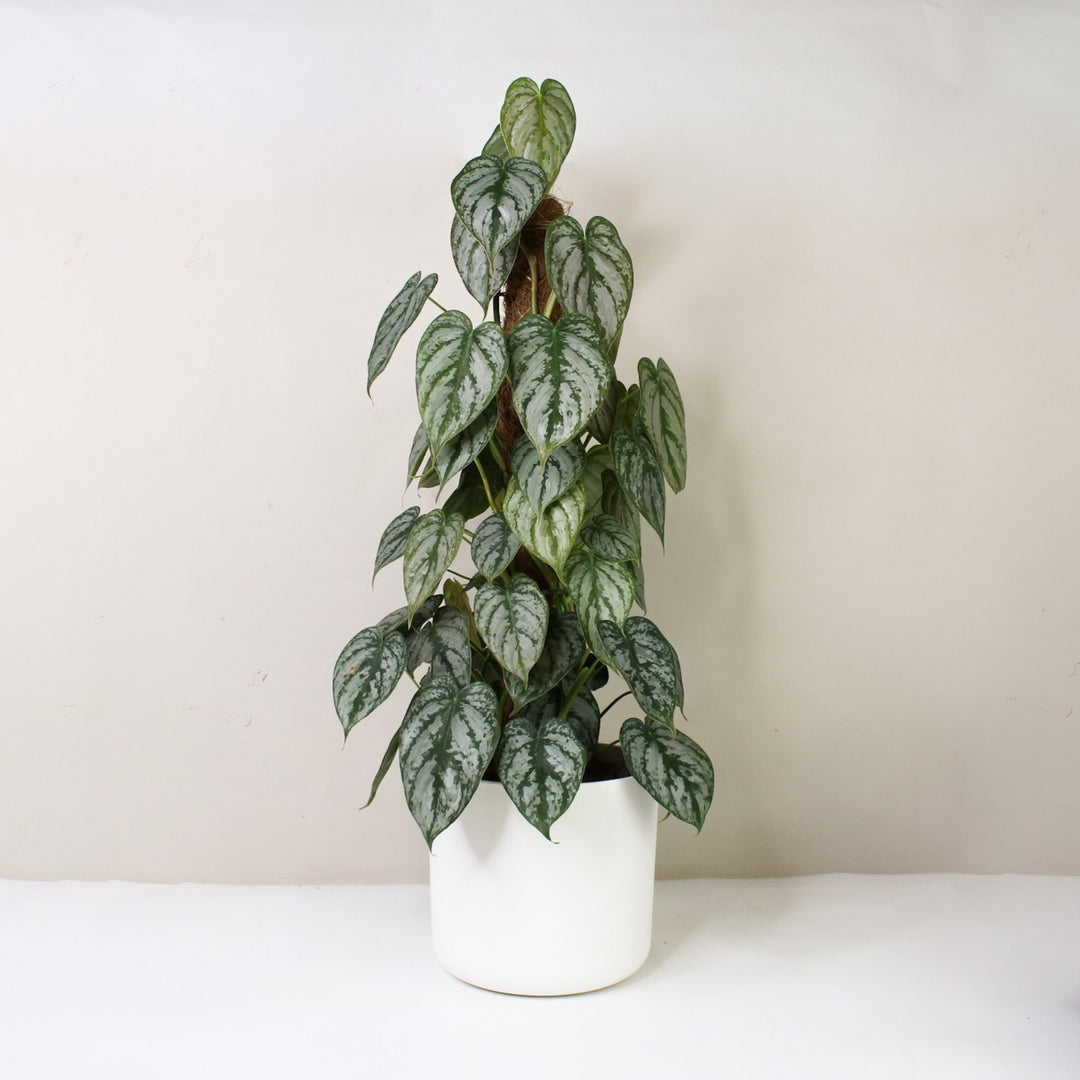 Philodendron Brandtianum Foliage Dreams
