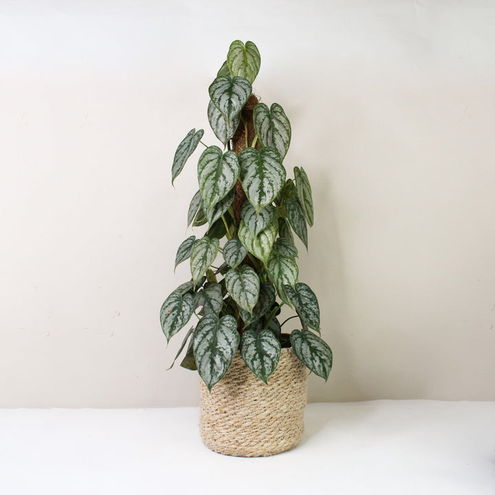 Philodendron Brandtianum Foliage Dreams