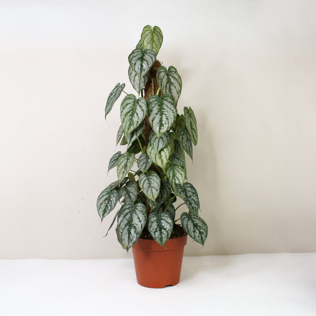 Philodendron Brandtianum Foliage Dreams