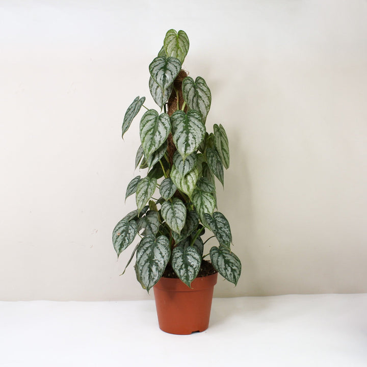 Philodendron Brandtianum Foliage Dreams