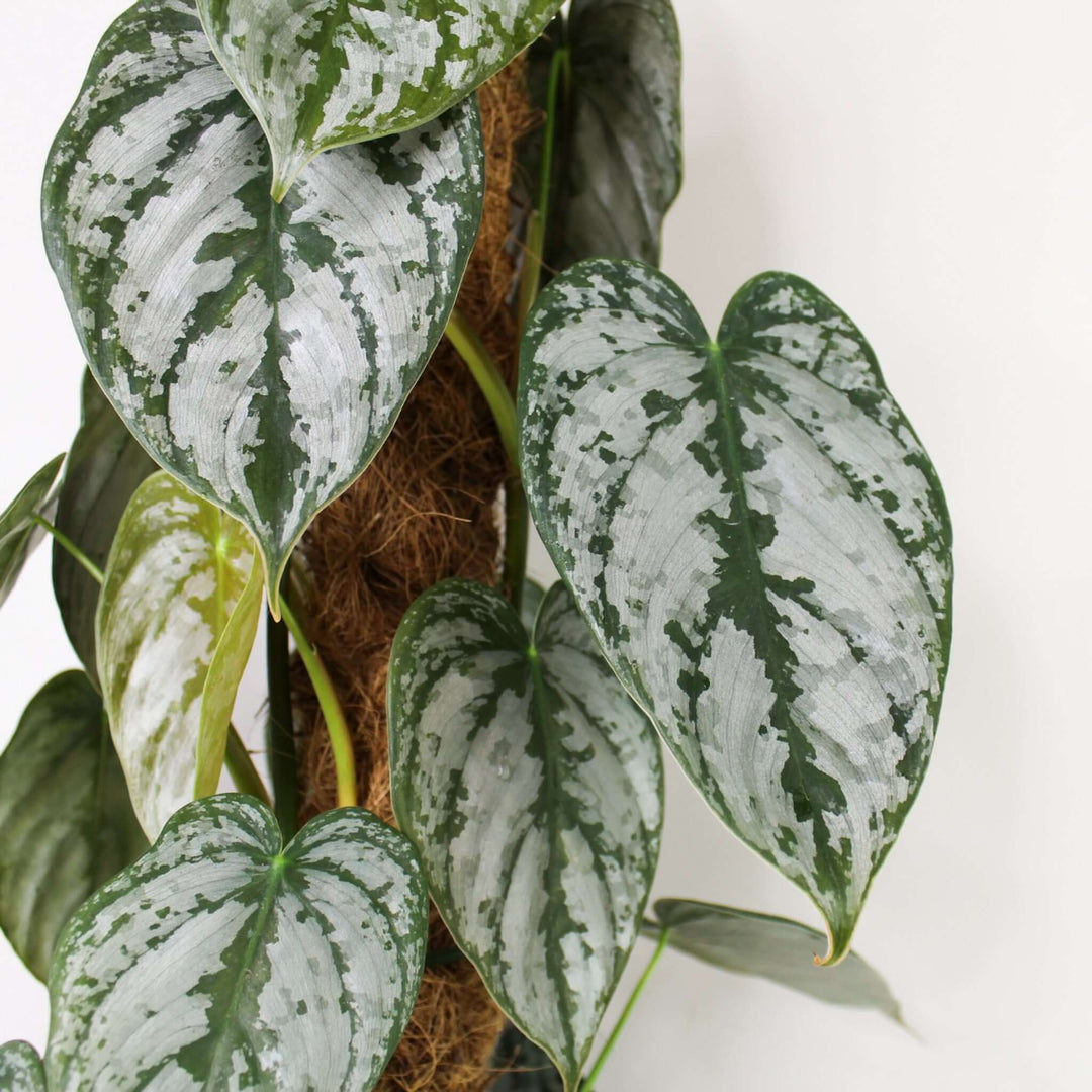 Philodendron Brandtianum Foliage Dreams