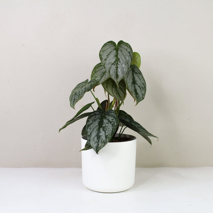 Philodendron Brandtianum Foliage Dreams
