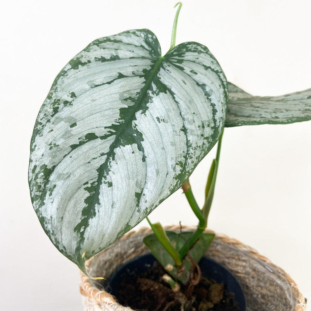 Philodendron Brandtianum Foliage Dreams