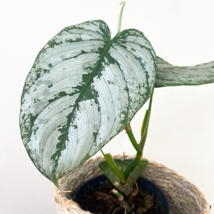Philodendron Brandtianum Foliage Dreams