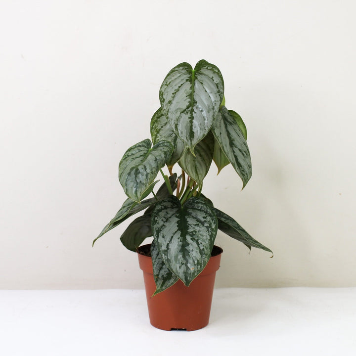 Philodendron Brandtianum Foliage Dreams