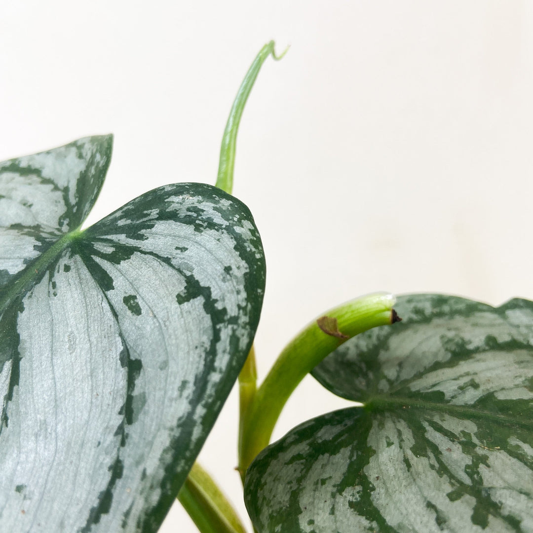 Philodendron Brandtianum Foliage Dreams