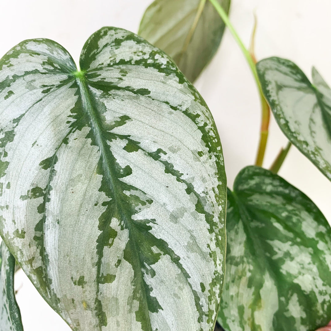 Philodendron Brandtianum Foliage Dreams