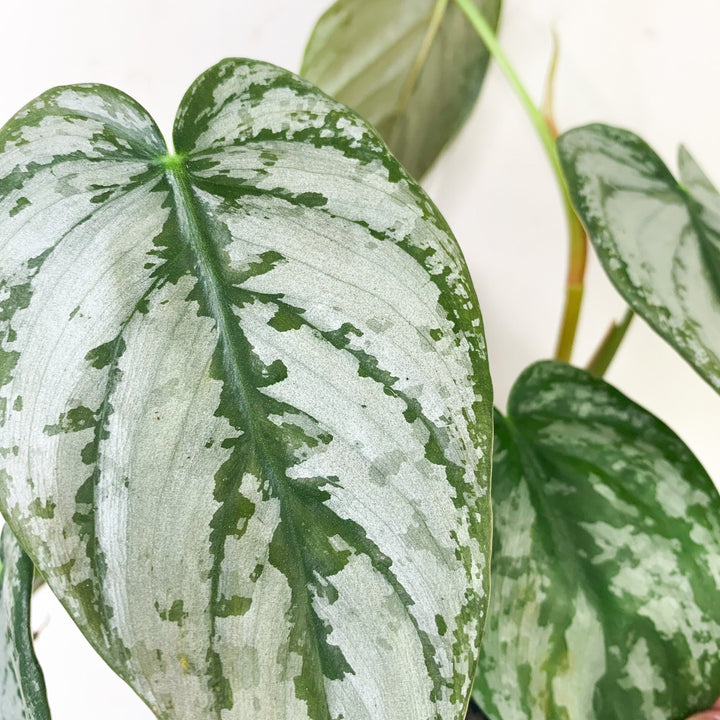 Philodendron Brandtianum Foliage Dreams