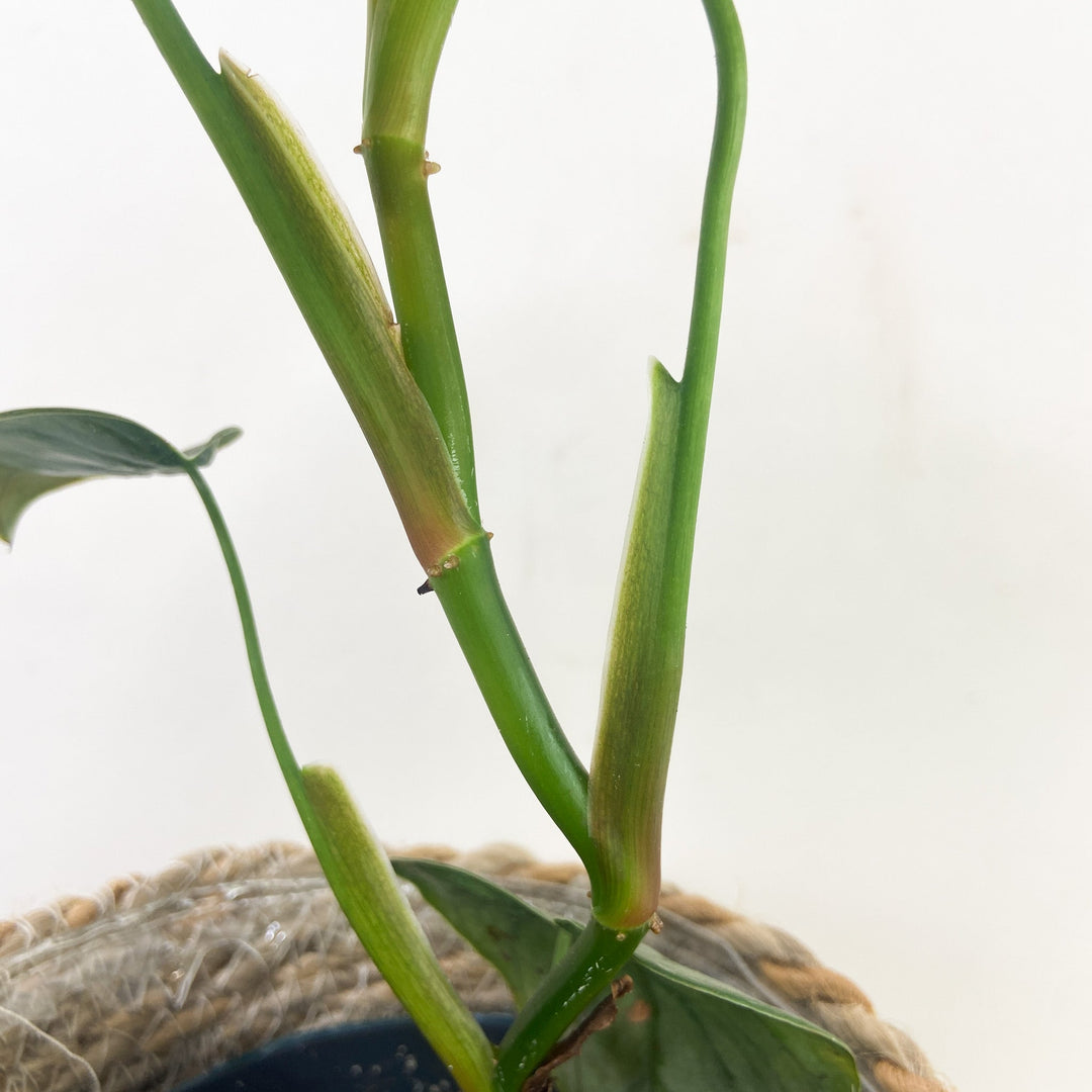 Philodendron Brandtianum Foliage Dreams