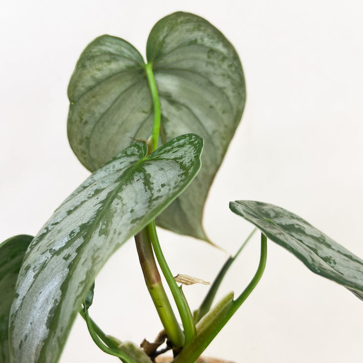 Philodendron Brandtianum Foliage Dreams