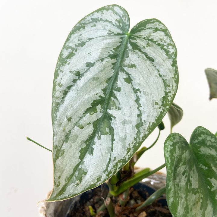 Philodendron Brandtianum Foliage Dreams