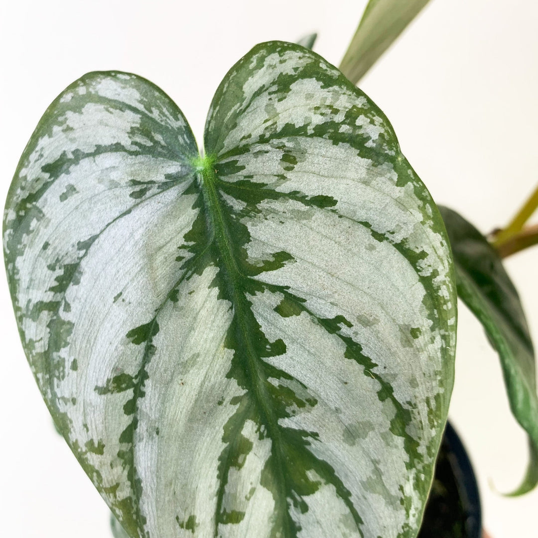 Philodendron Brandtianum Foliage Dreams