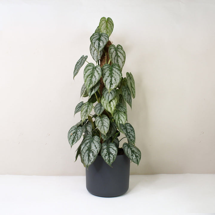 Philodendron Brandtianum L / Topf anthrazit Foliage Dreams