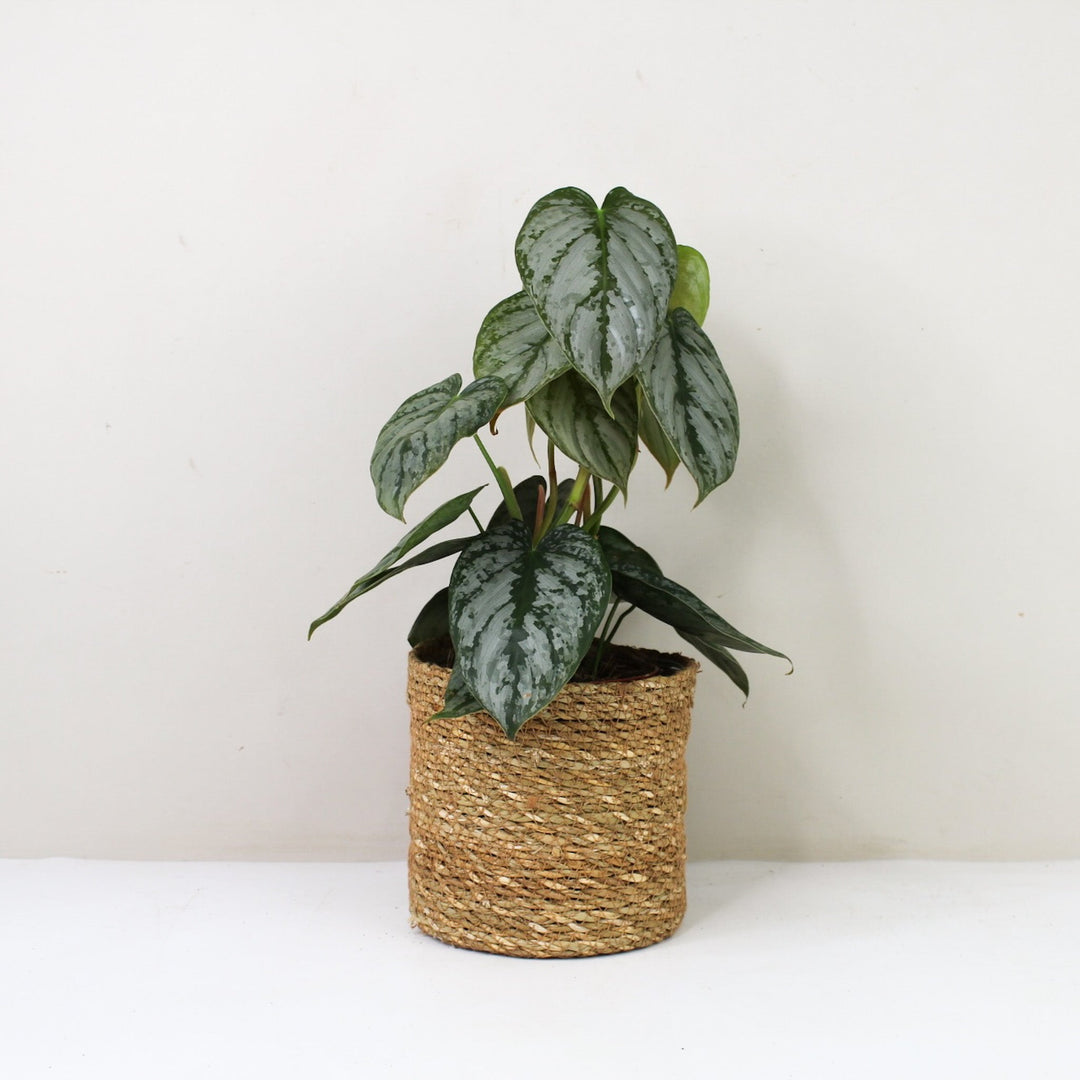 Philodendron Brandtianum M / Korb braun Foliage Dreams