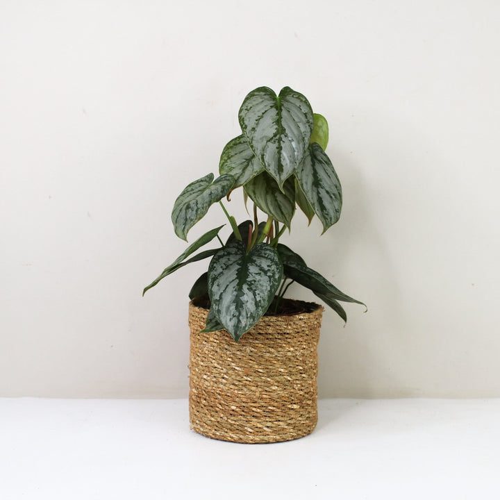 Philodendron Brandtianum M / Korb braun Foliage Dreams