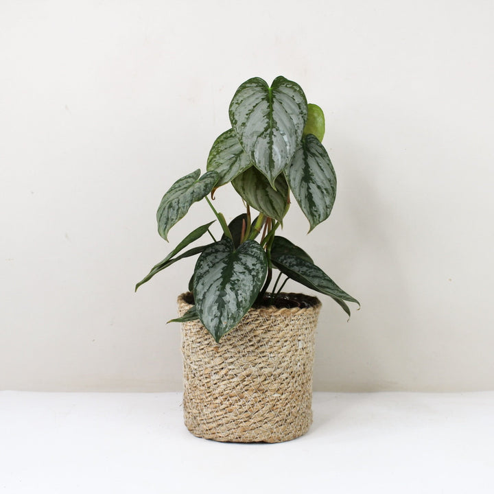 Philodendron Brandtianum M / Korb creme Foliage Dreams