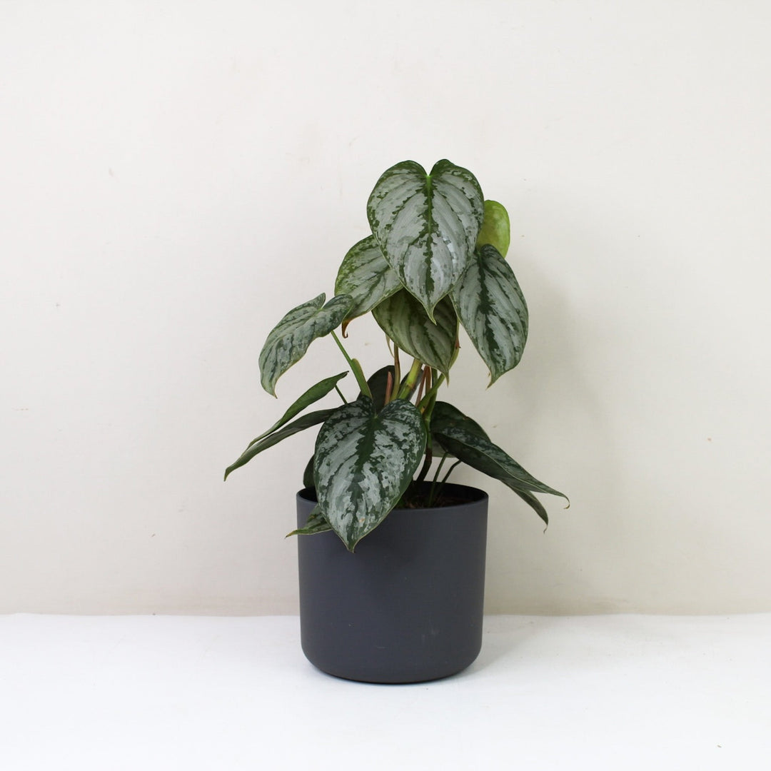 Philodendron Brandtianum M / Topf anthrazit Foliage Dreams